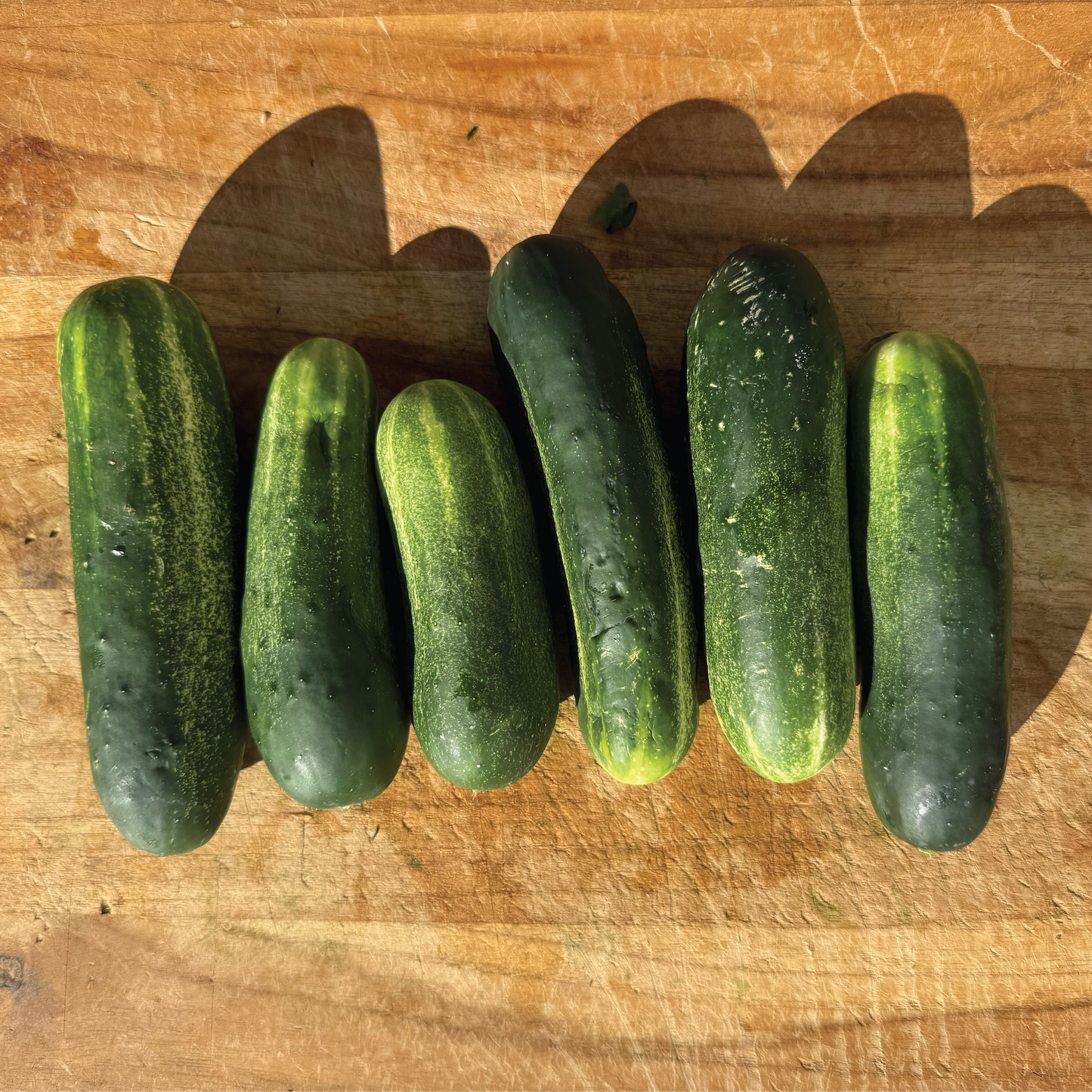 Spicy Garlic Dill - Pickles