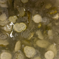 Horseradish Pickles: Zesty, Crisp & Peppery!